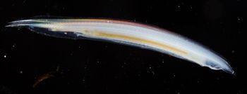 Media type: image;   Invertebrate Zoology 74259